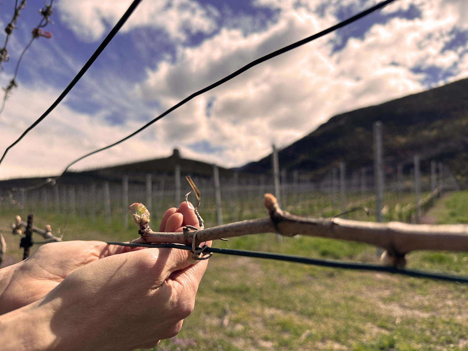 5 Wines Experience