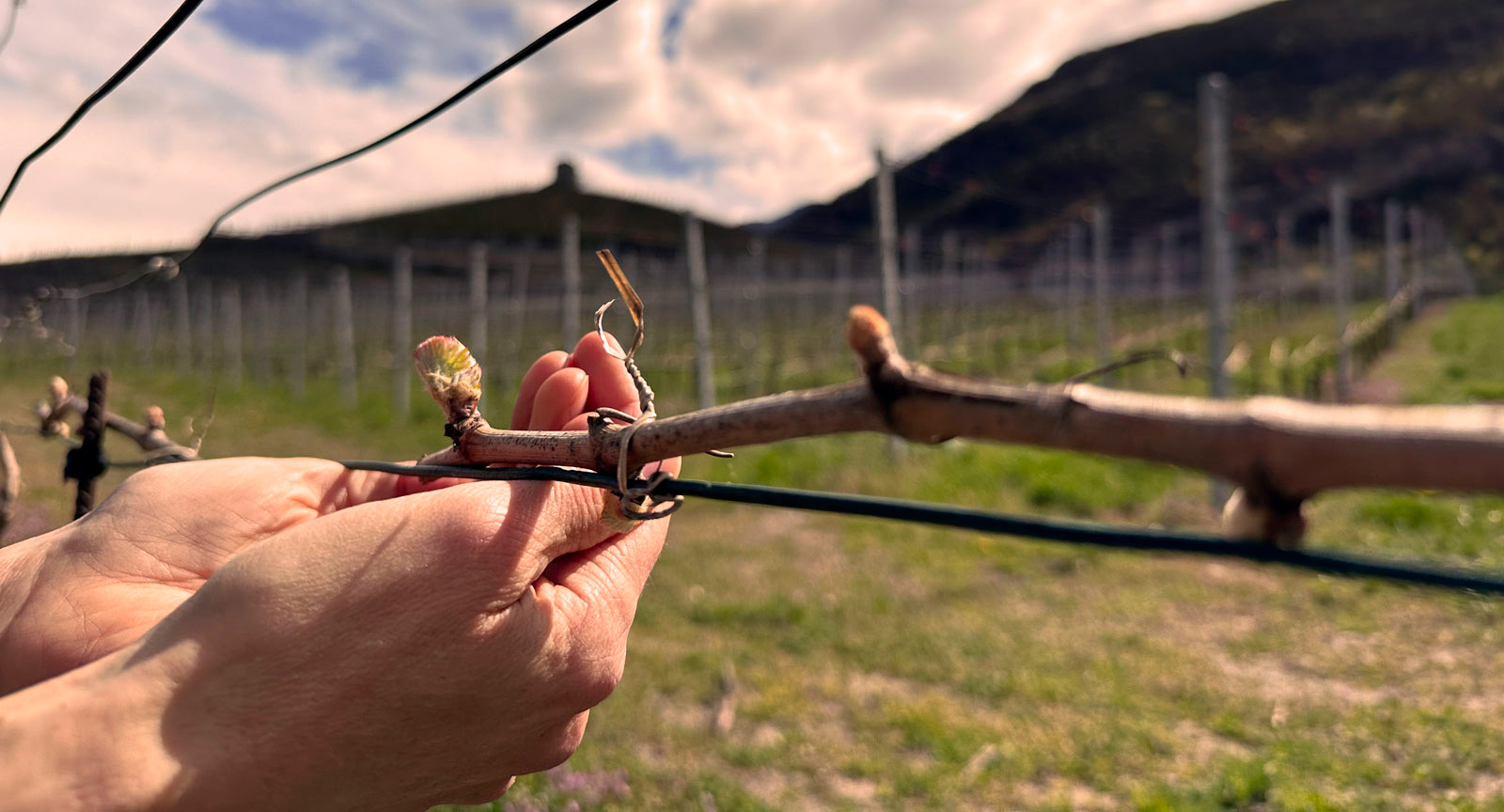 5 Wines Experience