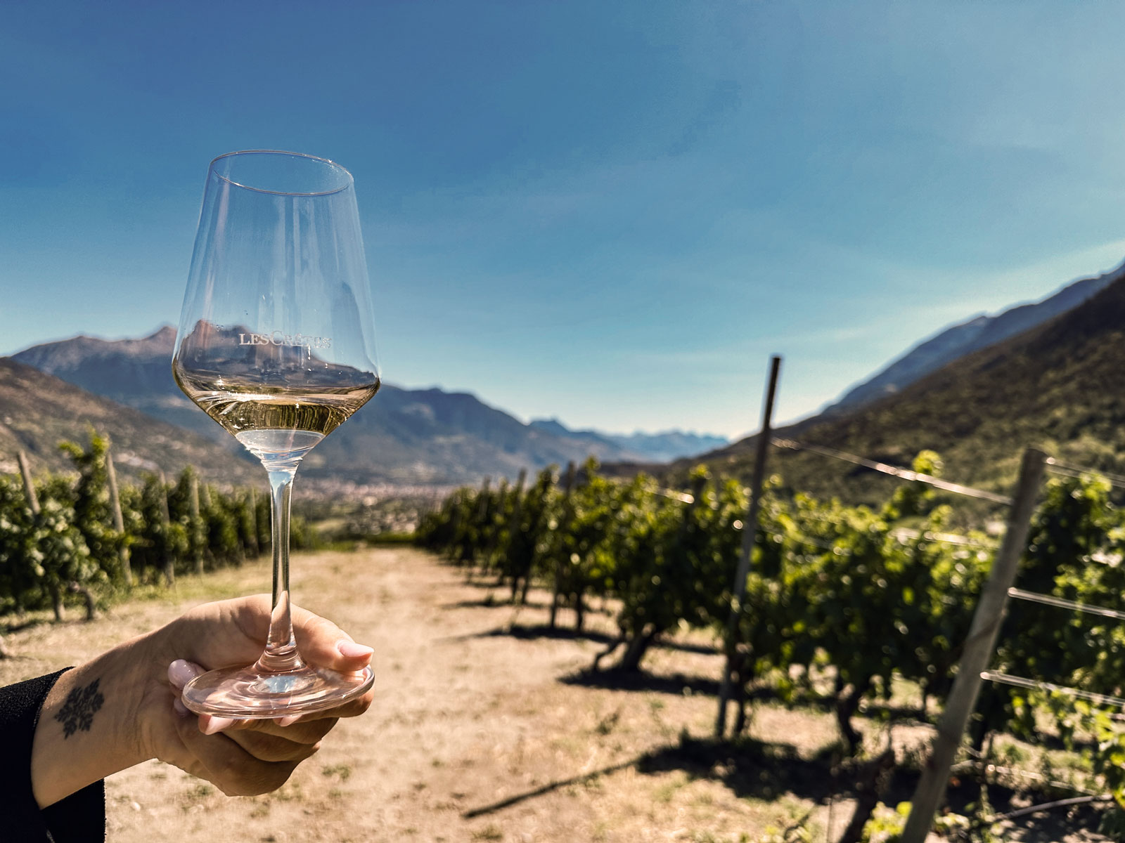 Top Wines Experience
