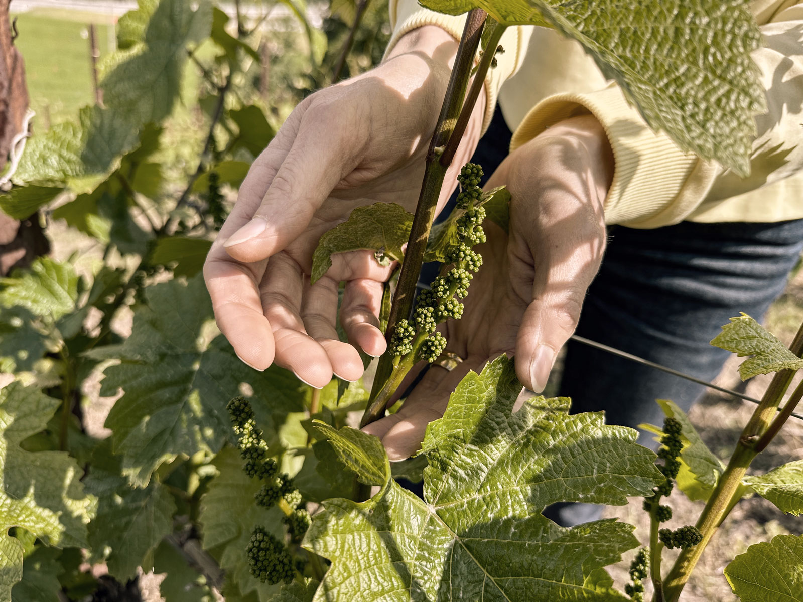 Winemaker's Experience