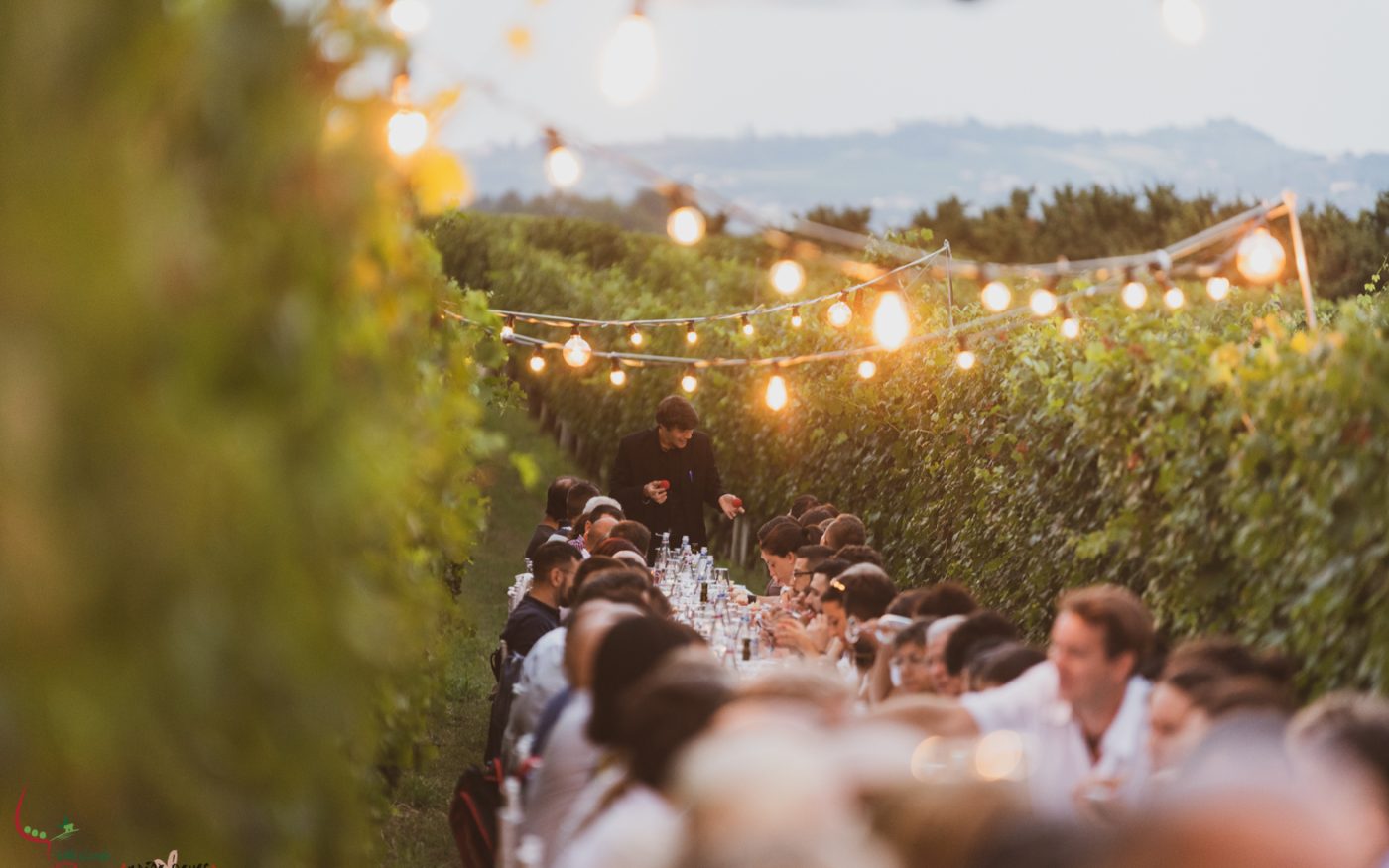 Sips of History: Dining Among the Vines