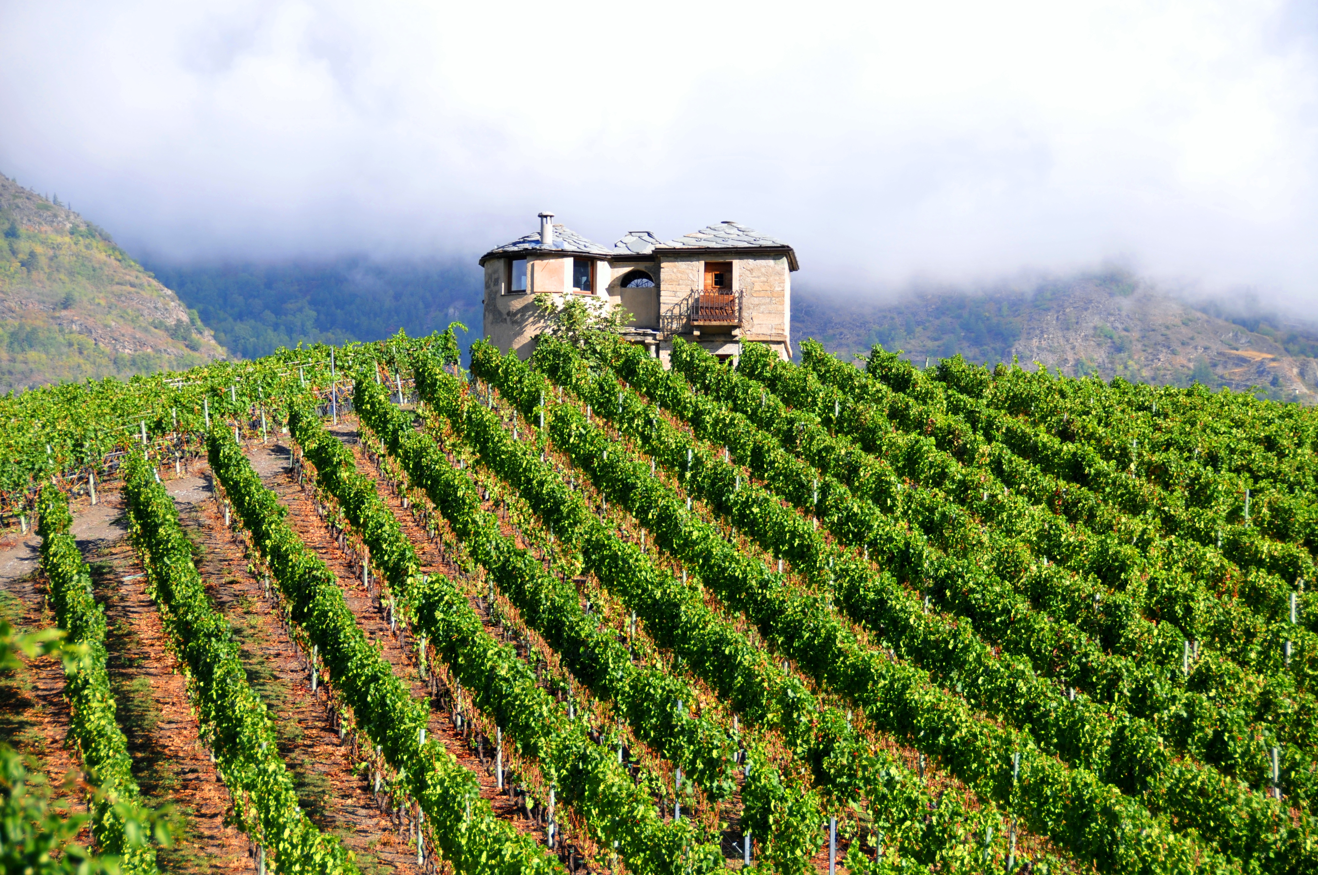 vendemmia